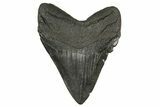 Fossil Megalodon Tooth - Chocolate Brown #200802-2